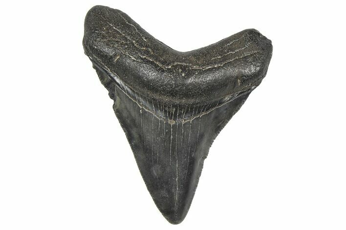 Juvenile Megalodon Tooth - South Carolina #359021